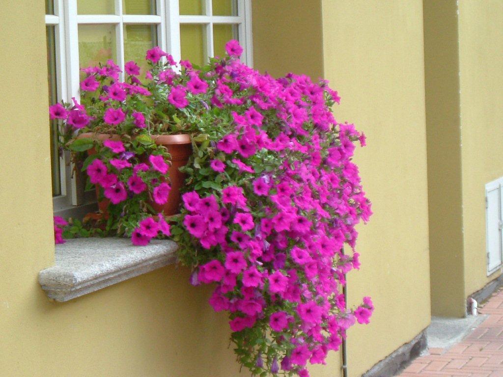 Hotel Del Fiume Cannobio Exteriör bild